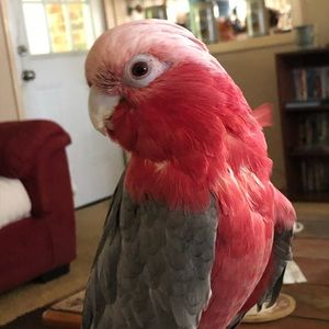 Meet your Posher, Tracey